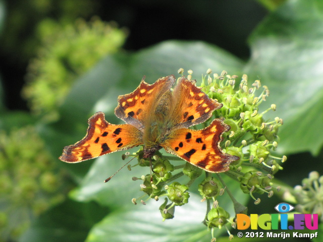 SX24680 Comma (Nymphalis c-album) on Ivy (Hedera Helix) flower